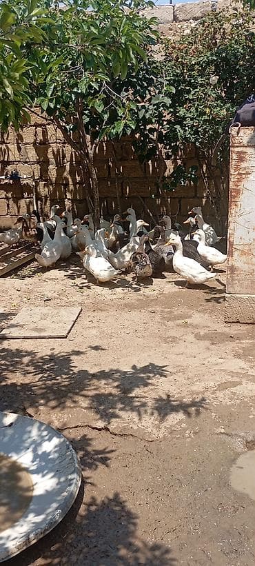 Ördey satilir 1 ededi 10 azn ünvan : Mehdiabad. əlaqe lalafo.az -da Ördey satilir 1 ededi 10 azn ünvan : Mehdiabad. əlaqe