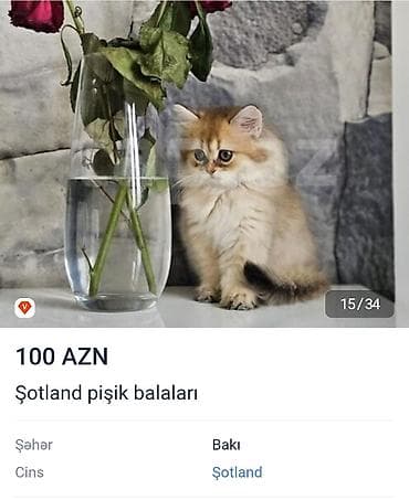 Akvariumlar: Fars — 8