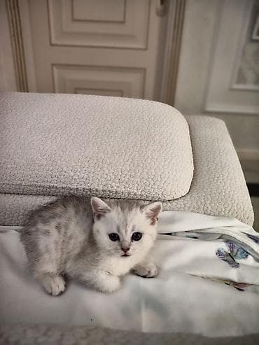 pişik cütleşdirmek: Britan — 2