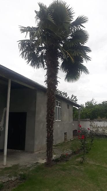 Dekorativ palma ağacı (Trachycarpus fortunei – külək palma/çin