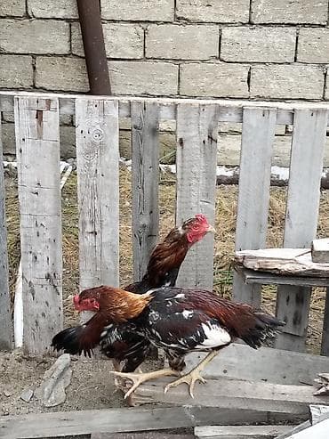 sort toyuqlar: Məhsul: Yerli toyuq sürüsü – xoruz və toyuqlar Xüsusiyyətlər: - Növ — 6