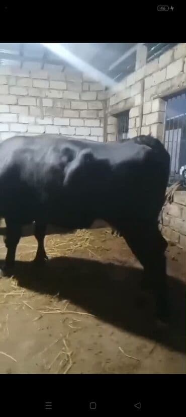 Erkək, il: 3, 900 kq, Ətlik — 9