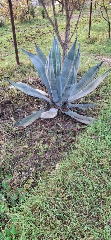 Digər bitkilər: Bitki: Agava americana (mavi‑boz yarpaqlı dekorativ agava) Təsvir: - — 2