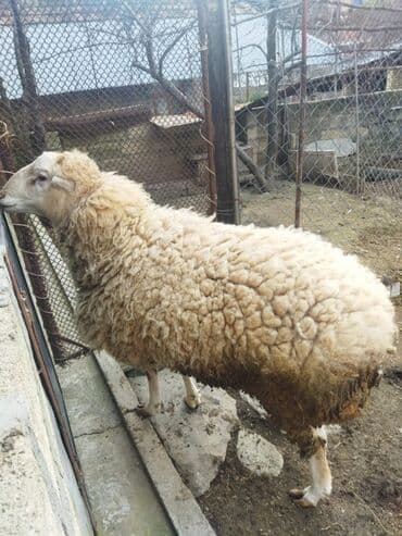 cins qaz: Qoyun – yerli təsərrüfatdan hərkəsə salam sağlam heyvandır.diri — 5