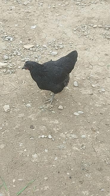 Dovşanlar: Salam. Qara rəngli astroloq toyuğu və fərəsi satılır . qiyməti biri 20 — 4