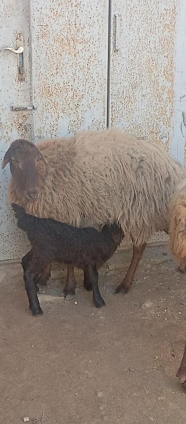 Gəmiricilər: Salam ünvan Bakıin maştağa kendi obşi 7 baş heyvanlar satılır 3 baş — 5