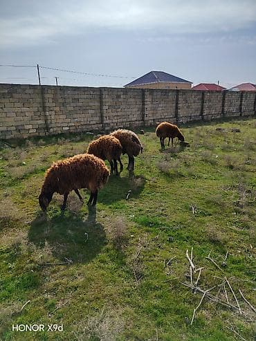 hind qusu satisi: Salam temiz cins heyvanlardi qala sortudu şişəkdi qocunda 2 yaşı olcey — 1