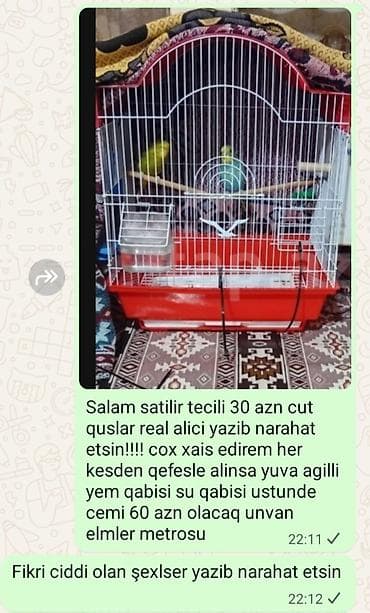 Məhsul: Dalmatian (xəcərə) cinsindən cüt dalğınçın (budaq quşu) və