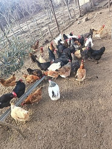 Quşlar: Salam cavan toyuxlardi hamsi saglamdii yumrtyular hamsi her heyvandan — 3