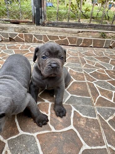 кане корсо цена: Kane-Korso — 12