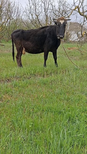 ev quslarinin satisi: Самка, лет: 6, Для молока, Самовывоз — 4