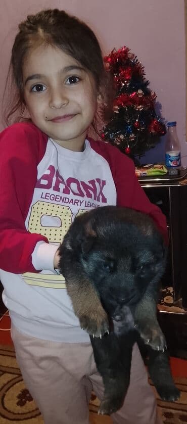 Gəmiricilər: Alman çoban iti, 1 ay, Erkek, Ödənişli çatdırılma — 7