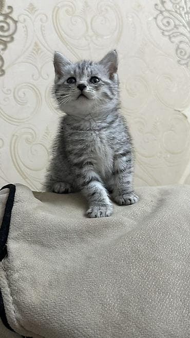 Pişiklər: Tabbi, Dişi, Yaxşı əllərə — 2