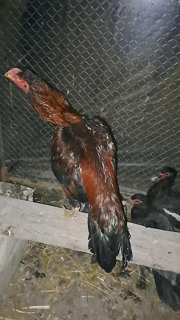 Другие с/х животные: Heyratı xoruz satılır cinsi qanı olan heyvandı təmiz türk hündür — 4