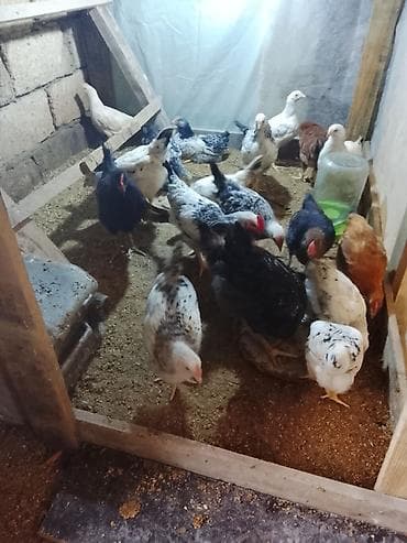 Yemlər: Toyuq, Ətlik — 2