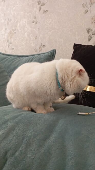 Heyvanlar üçün mallar: Şotland yastı qulaq — 1