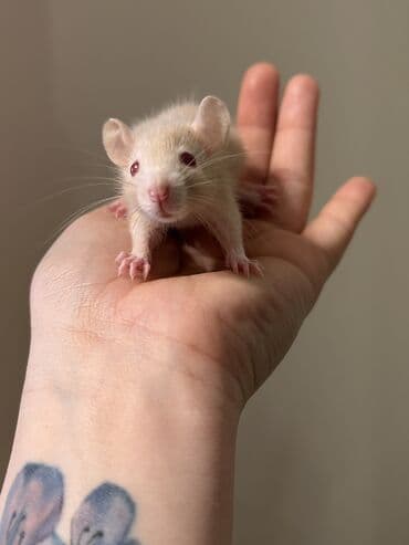 pişik etibarlı əllərə: Декоративные крыски . В наличии 1 мальчиk персик 3 девочки- агути и — 2