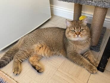 Gəmiricilər: Cütləşdirilir erkək Britan. İri tontiş pişikdi. Dişi pişiyi görən kimi — 4