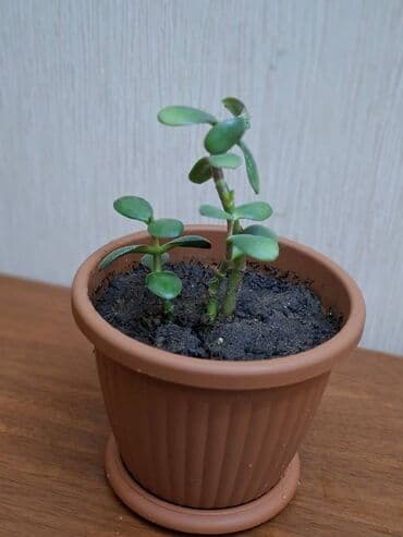 Bitkilər: Crassula ovata (Pul ağacı) Bitki tam sağlamdır, zərərvericilər — 4