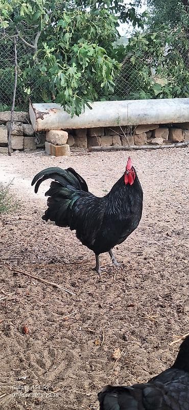 sirin pisikler: Avstalorp Cinsi xoruz – tam qara — 2