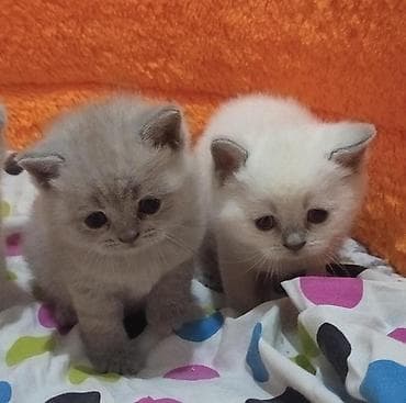 heyvan paltarı: Şotland, Dişi — 5