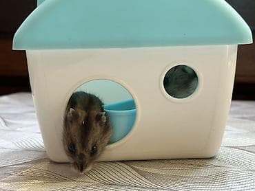 Heyvanlar: Salam 2 dənə hamster balası satılır yuvasıyla birlikdə yanında — 2