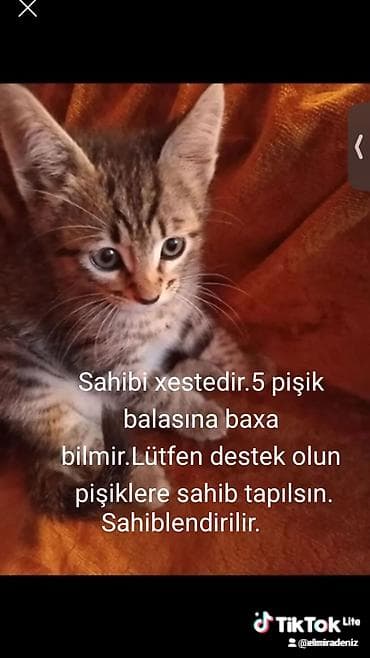 balaca it: Sibir, Erkək, Dişi, Ünvandan götürmə — 9