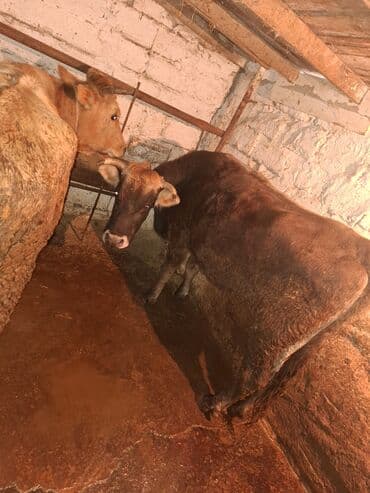 Qoyunlar, qoçlar: Məhsul: Mal-qara (inək) qisir inekler 1650 den deyirem Təsvir: - — 8