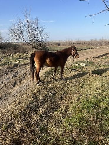 Keçilər, çəpişlər: Dişi, il: 5 — 2