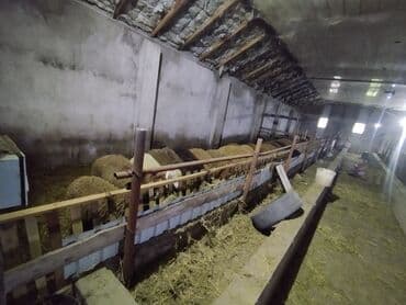 sekide tecili satilan evler sekide satilan ev ve torpaq: Ferma/təsərrüfat sahəsi40 baş iri buynuzlu heyvan saxlanılması üçün — 9