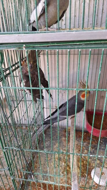 hazır hicablar: Hazır bala veren quşlar dı altında yumurta var hemide yeke yeke — 5