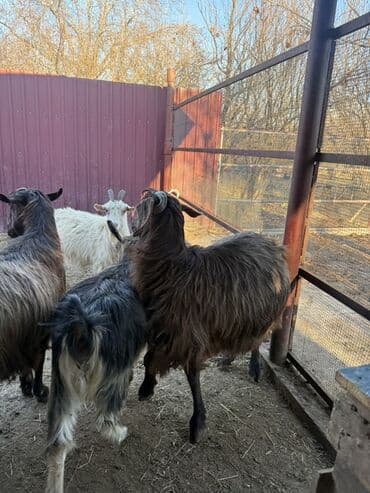 Mal-qara: 24 ədəd Keçi var 
Ərəb 
Dönmə və Yerli — 3