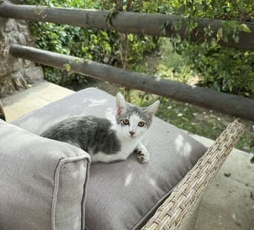 şotland pişiy: Dişi, Yaxşı əllərə — 5