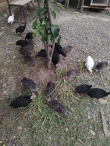 Dişi, Kanada, Ətlik, Ödənişli çatdırılma lalafo.az -da Dişi, Kanada, Ətlik, Ödənişli çatdırılma
