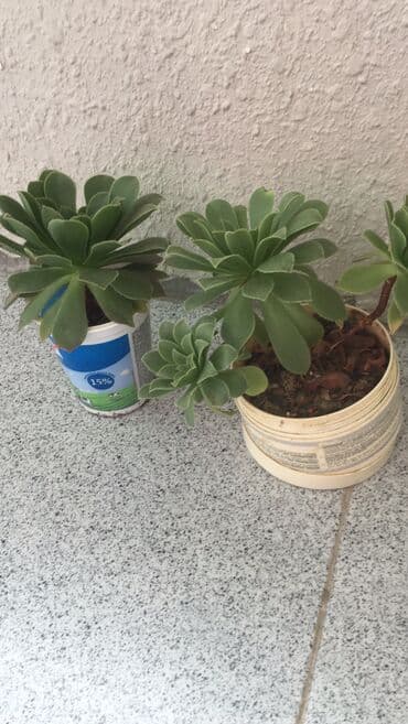 gül toxum satışı: Otaq bitkiləri — 9