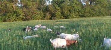 Qatıq: Keci sudu satilir.Qiymeti 3 manat.catdirilma var(odeniwli)!!Baki wheri — 4