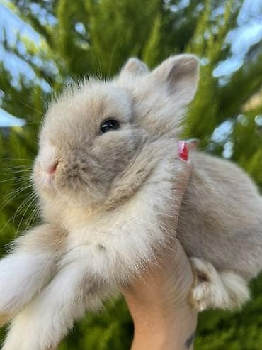 qax heyvan: Çox gözəl və nadir rəngə sahib Holland Lop balası satılır. Boynundakı — 2
