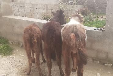 heyvanlar və balaları: 1 Ərkək 2 Dişi Dana Qiymetleri 600 manatdan 1000 manata kimi — 2