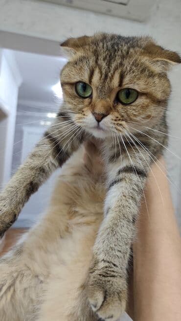 шиншилла британская: Золотая шиншилла, Самец, В добрые руки, Самовывоз, Платная доставка — 10