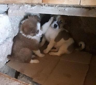 xarici it adlari: Zvonok, 4 ay, Erkek, Peyvəndli — 4