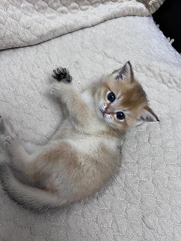 dana heyvan: Britaniya qızılı kölgə (golden shaded) pişiyinin balası - Yaş: çox — 2