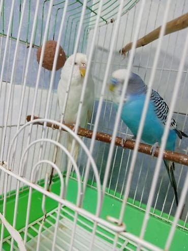 çex tutuquşu: Tutuquşu dəsti satılır Qəfəslə birlikdə üstündə Yemi 1 banka,Mil — 5