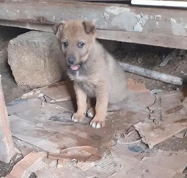 сколько стоит кане корсо: Немецкая овчарка, 2 месяца, Самец, Самовывоз — 3