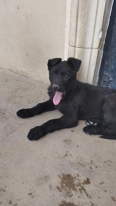 ev itlerinin satisi: Восточные Авчарки два месяца отроду — 4