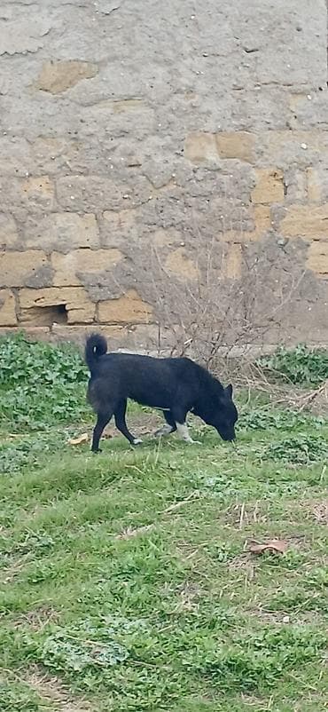 taxda qefes: 1 il, Dişi — 4