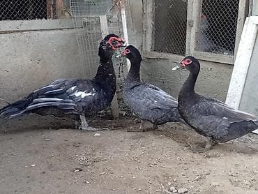 qaz ördey: Muscovy ördək balaları (indo-ördək). Şəkillərdə müxtəlif rənglərdə — 7