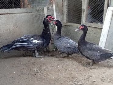 ingilis setteri it cinsinin digər adı nədi: Məhsul: Lal ördək (Muscovy) – damazlıq quşlar, balalar və kəsilmiş ət — 1