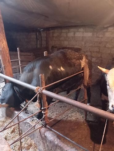 Inəklər, öküzlər: Satılır: Qara rəngli, alnı və burnu ağ olan iri buynuzlu heyvan — 5