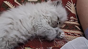 British və Persian tipli bala pişiklər - Cins: uzun tüklü Persian — 3