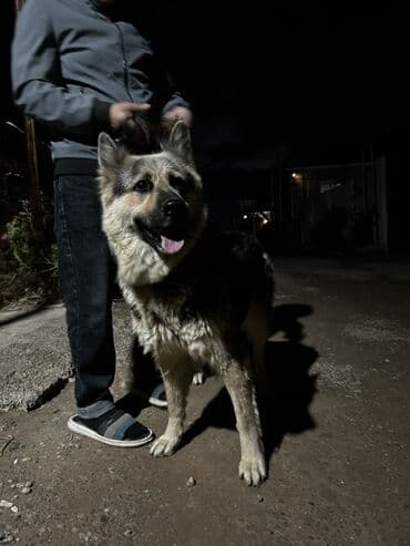 pulsuz itlerin verilmesi: Alman çoban iti, 2 il, Dişi, Peyvəndli, Pulsuz çatdırılma — 2